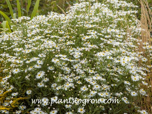 Snowbank Boltonia (Boltonia asteroides)